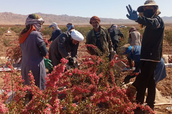 حماسه‌سازی عاشقانه در دل روستا؛ از جهاد در مزرعه تا میعادگاه ایمان