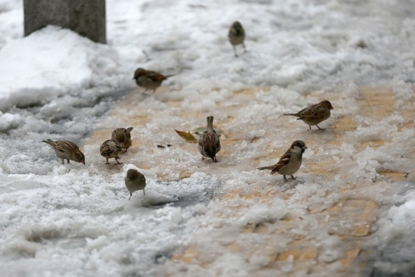 بارش برف در دیار الوند استوار